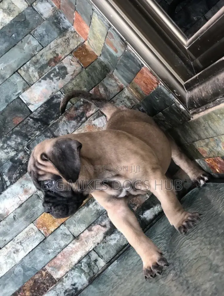 1-3 months Female Purebred Bullmastiff