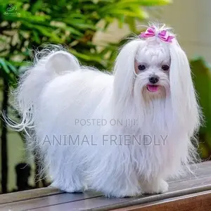 1-3 months Female Purebred Poodle
