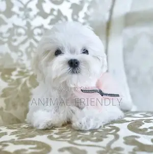 1-3 months Female Purebred Poodle