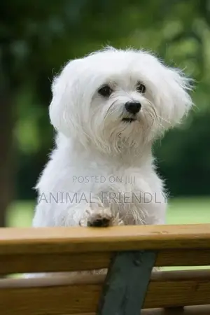 1-3 months Male Purebred Poodle