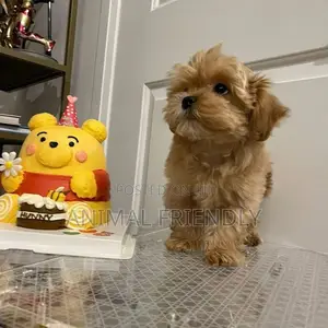 1-3 months Male Purebred Poodle