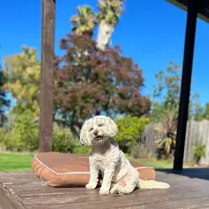 1-3 months Female Purebred Poodle