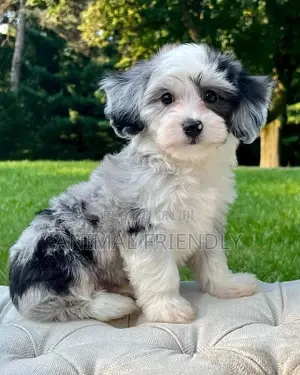 1-3 months Female Purebred Poodle