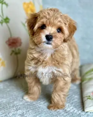 1-3 months Male Purebred Poodle