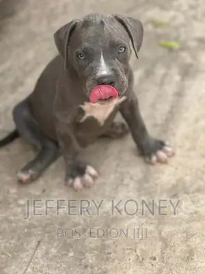 1-3 months Male Purebred American Bully