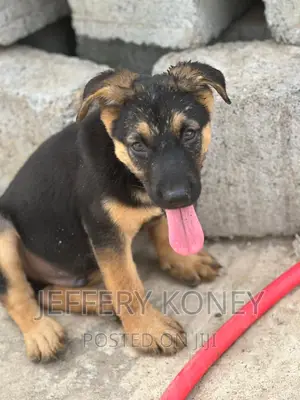 1-3 months Male Purebred German Shepherd
