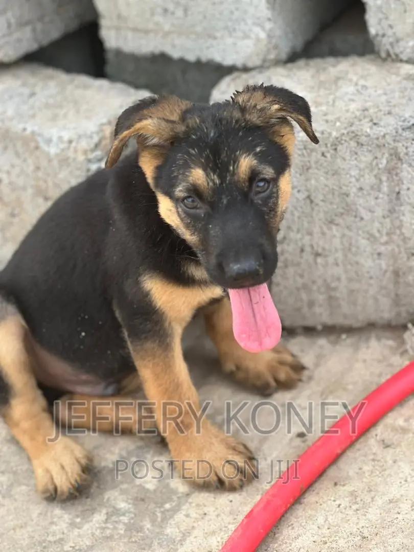 1-3 months Male Purebred German Shepherd