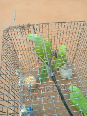 Senegalese Parrots, Long Tails and Love Birds Available