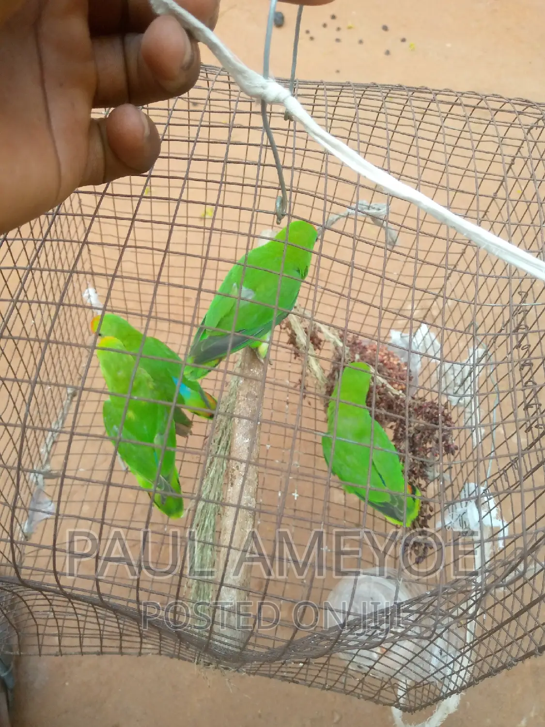 Senegalese Parrots, Long Tails and Love Birds Available