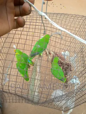 Senegalese Parrots, Long Tails and Love Birds Available