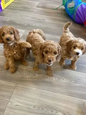 1-3 months Male Purebred Poodle