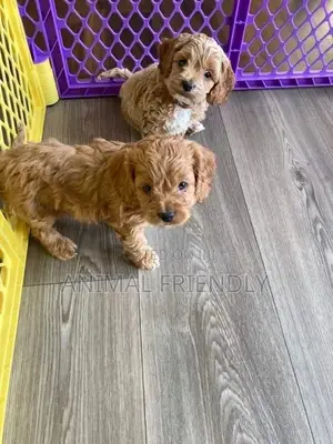 1-3 months Male Mixed Breed Poodle