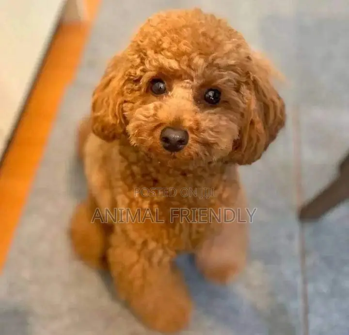 1-3 months Female Purebred Poodle