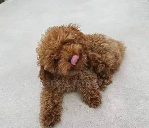 1-3 months Male Purebred Poodle