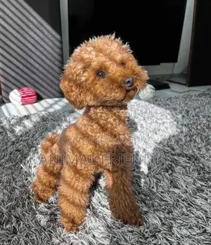 1-3 months Male Purebred Poodle