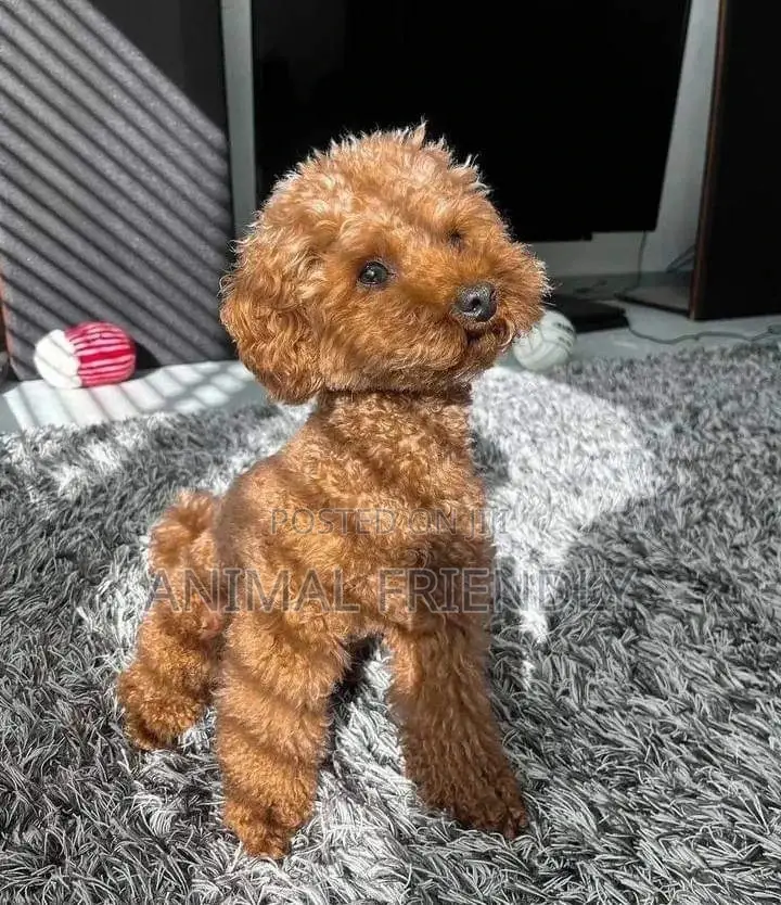 1-3 months Male Purebred Poodle