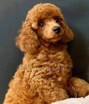 1-3 months Male Purebred Poodle