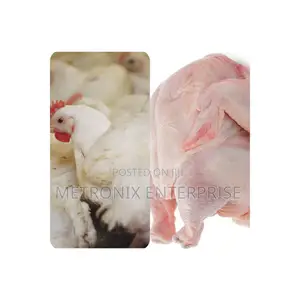Broiler Chicken