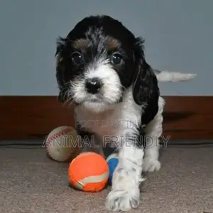 1-3 months Female Purebred Poodle