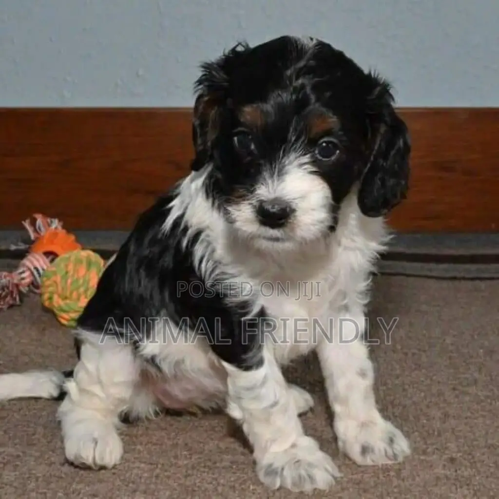 1-3 months Male Purebred Poodle