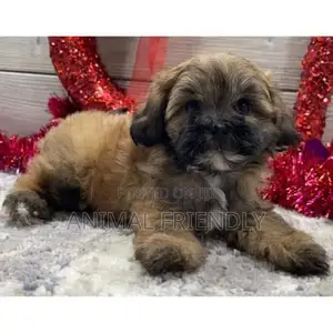 1-3 months Female Purebred Poodle