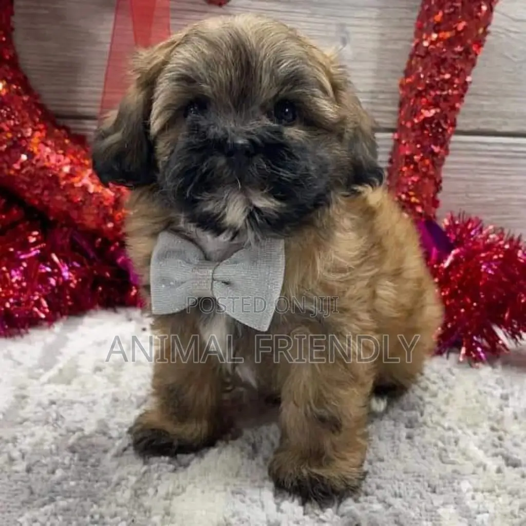 1-3 months Male Purebred Poodle