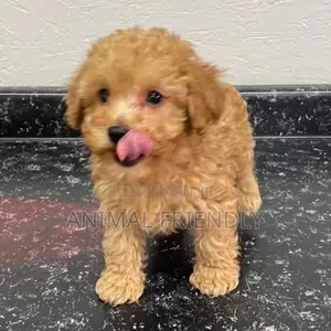 1-3 months Male Purebred Poodle