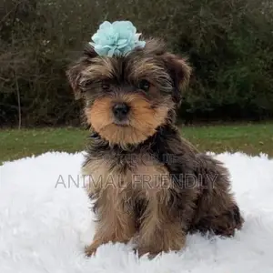 1-3 months Female Purebred Poodle