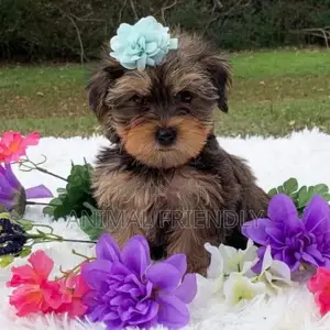 1-3 months Female Purebred Poodle