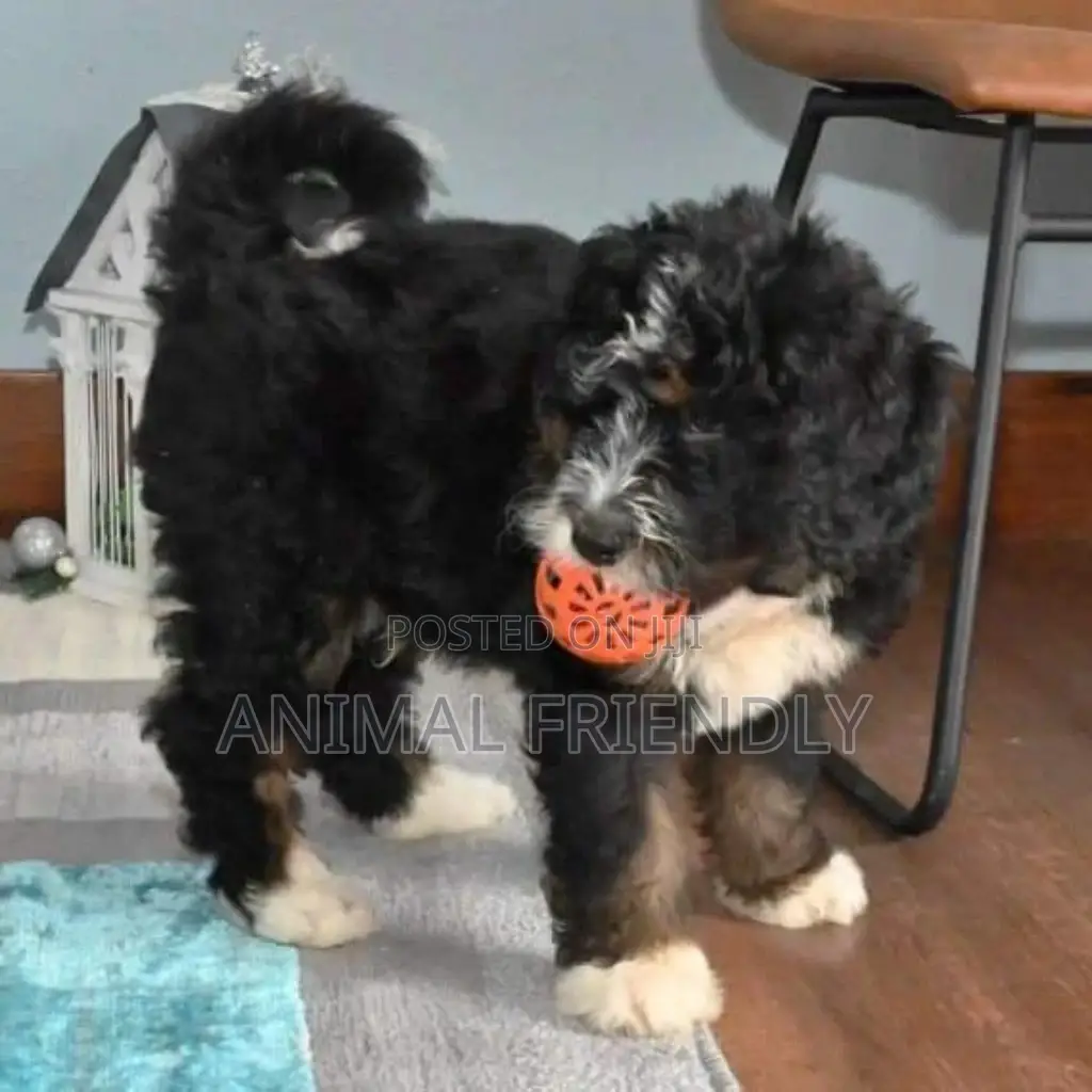1-3 months Male Purebred Poodle