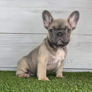 1-3 months Female Purebred French Bulldog