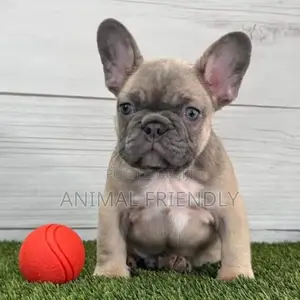 1-3 months Female Purebred French Bulldog