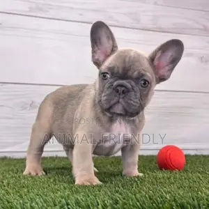 1-3 months Female Purebred French Bulldog