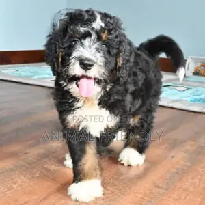1-3 months Female Purebred Poodle