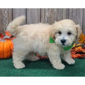 1-3 months Female Purebred Poodle