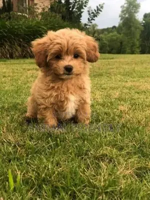 1-3 months Female Purebred Poodle