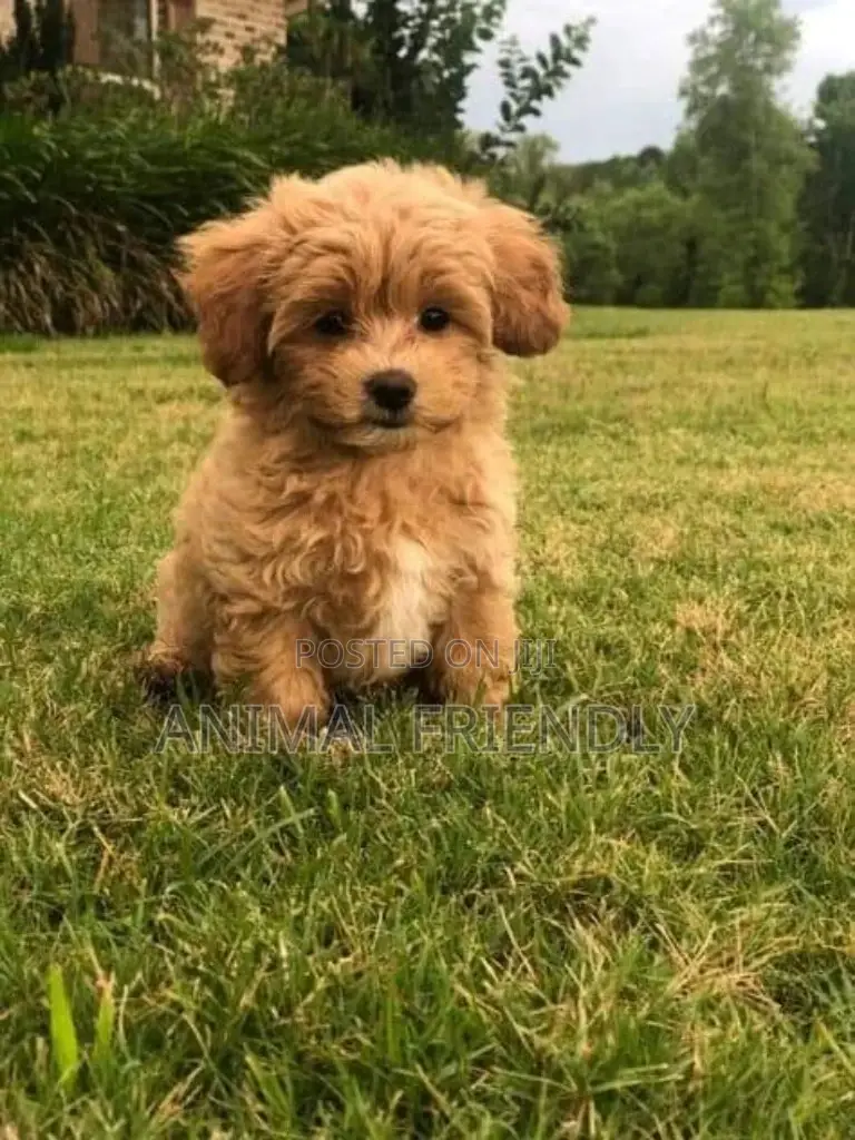 1-3 months Female Purebred Poodle