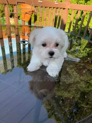 1-3 months Male Purebred Poodle