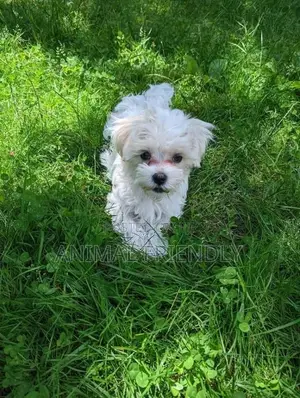1-3 months Female Purebred Poodle