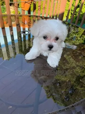1-3 months Male Purebred Poodle