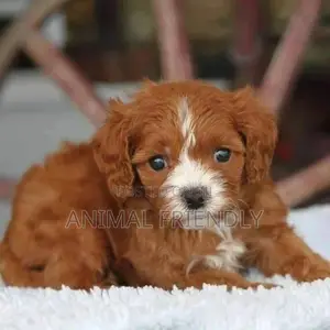 1-3 months Female Purebred Poodle