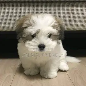 1-3 months Female Purebred Poodle