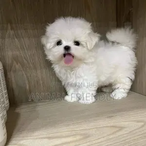 1-3 months Female Purebred Poodle