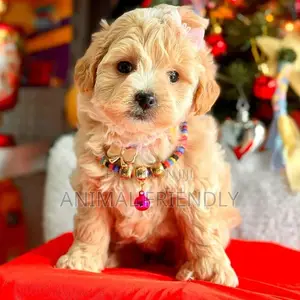 1-3 months Female Purebred Poodle