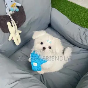 1-3 months Female Purebred Poodle
