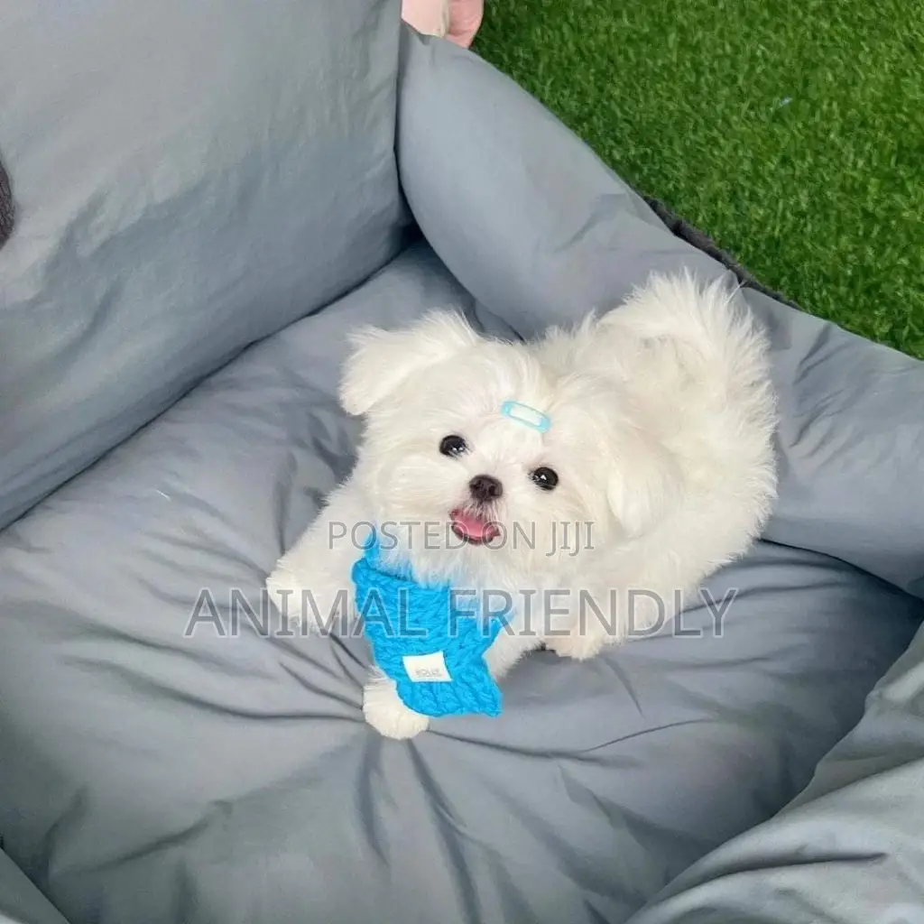 1-3 months Female Purebred Poodle