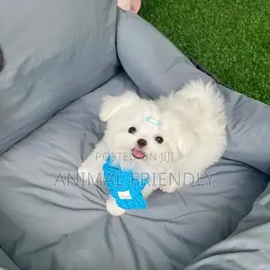 1-3 months Female Purebred Poodle