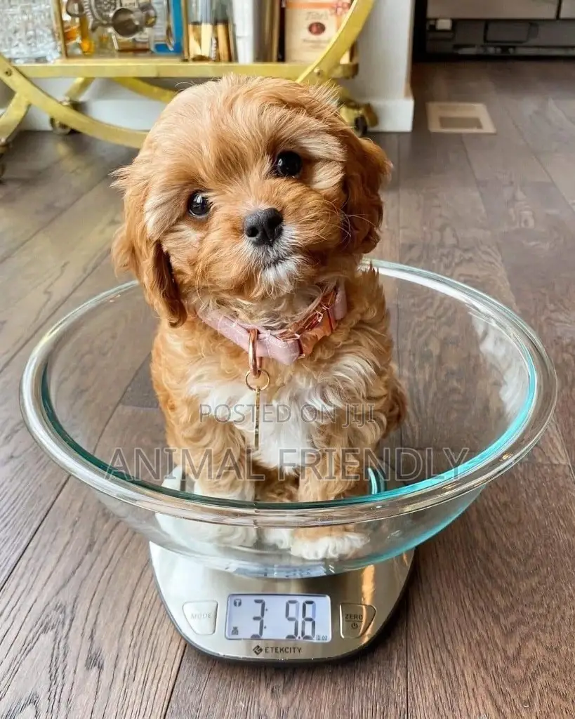 1-3 months Female Purebred Poodle