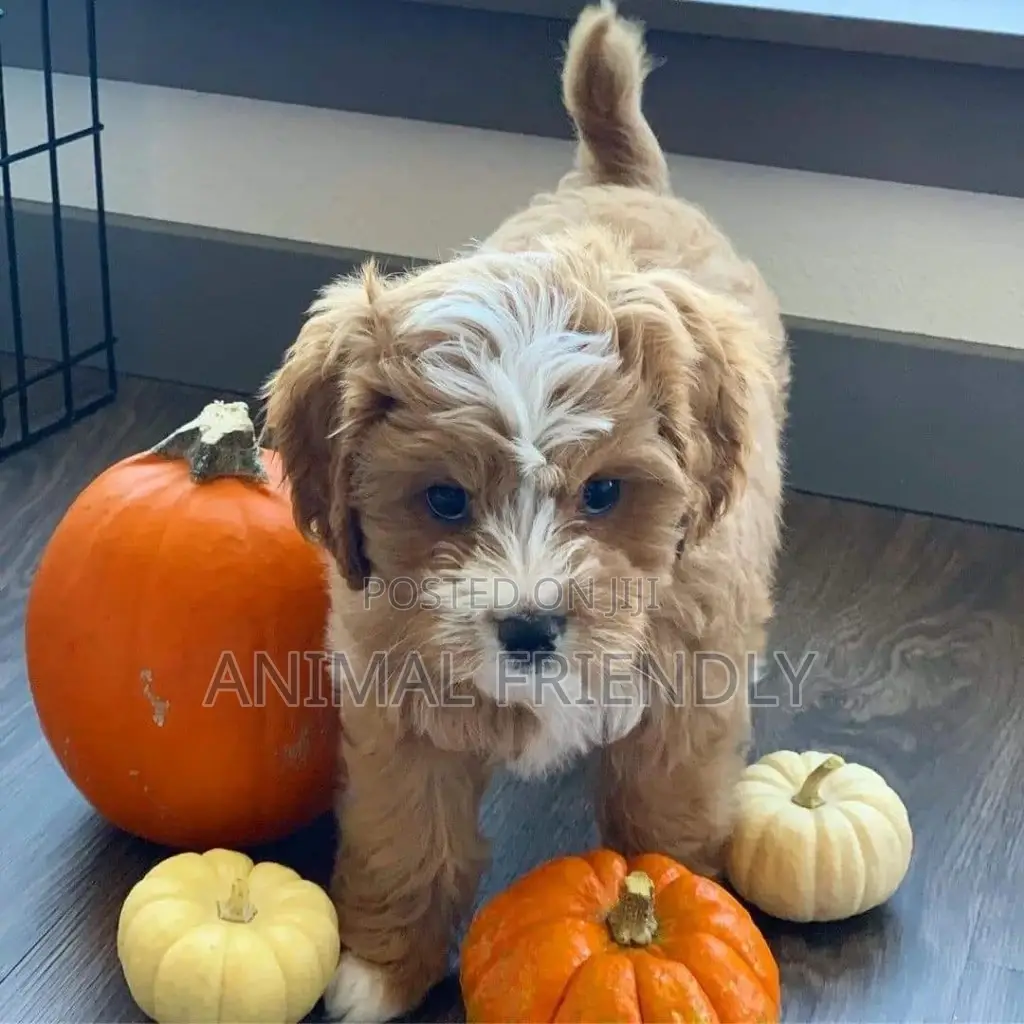 1-3 months Female Purebred Poodle