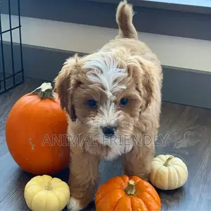 1-3 months Female Purebred Poodle